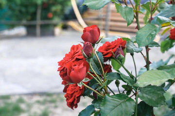 Vibrant red roses blooming in a lush garden, showcasing delicate petals and rich green leaves,...