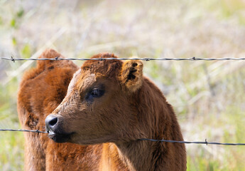 Forlorn calf at barbed wire fence rests head and looks sadly restricted and enclosed in...