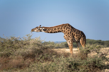 Giraffe grazing, Serengeti National Park, Tanzania