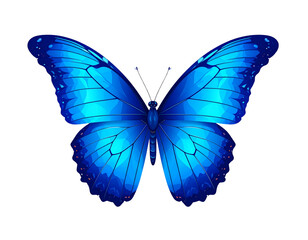 Fototapeta premium butterfly isolated on white background