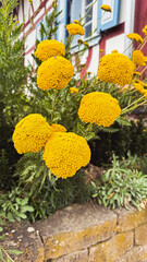Vibrant yellow flowers bloom in a lush garden setting, showcasing their round shape and textured petals against a rustic stone wall backdrop