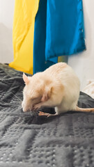 Small white rat is grooming itself on a textured black surface, with colorful fabric draped in the...