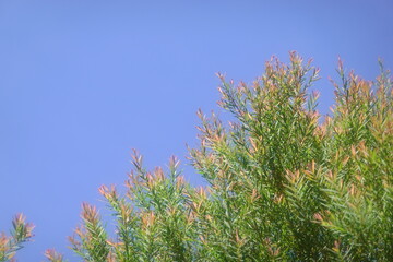 Melaleuca bracteata macro leaves small world	
