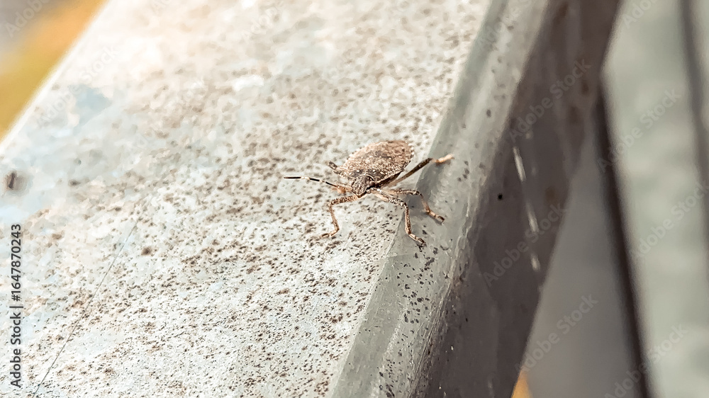 Poster close-up of a small insect resting on a weathered surface, showcasing intricate details and textures