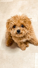 Fluffy brown puppy with curly fur sitting on light-colored floor, looking up with curious expression, showcasing adorable pet personality and charm