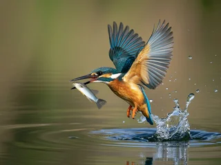 Fotobehang IJsvogel Kingfisher bird captures fish mid flight over water  © Hira