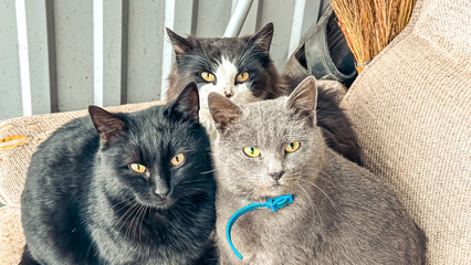 Naklejka na ściany i meble Three adorable cats, one black, one gray, and one mixed color, relaxing together on a cozy couch, showcasing their playful and affectionate nature in a warm environment