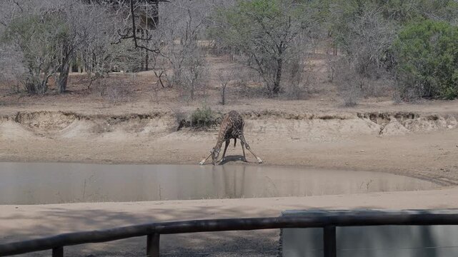 Giraffe trink Wasser am Wasserloch im Kr&uuml;ger National Park - Kruger Nationalpark S&uuml;dafrika