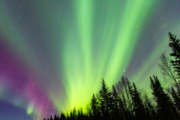 An aurora is a natural light display in Earth's sky. aurorae, auroras. northern lights (aurora borealis), southern lights (aurora australis). Chena Hot Springs Road, Fairbanks, Alaska March