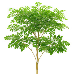 green moringa  tree transparent png
