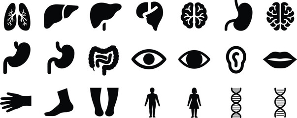 Human body organ icons collection, medical vector symbols, anatomy silhouette set, internal systems, healthcare infographic elements, isolated black illustrations