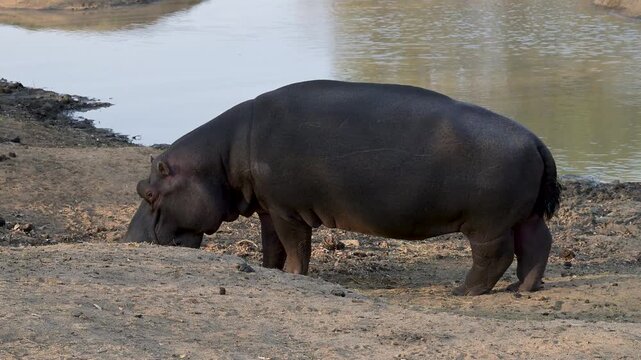 Flusspferd genannt Nilpferd - Hippo, im Kr&uuml;ger National Park - Kruger Nationalpark S&uuml;dafrika
