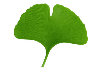 Fototapeta premium Green ginkgo leaf isolated on transparent background, highlighting its distinctive fan shape and vibrant color
