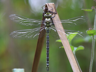 Blaugrüne Mosaikjungfer - Southern Hawker