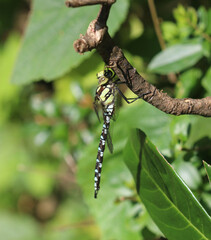 Blaugrüne Mosaikjungfer - Southern Hawker