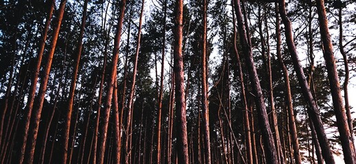 piękne drzewa nad morzem trasa rowerowa r10