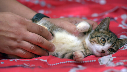 A cute tabby kitten with a white muzzle and paws lies on its back on a red patterned blanket.  
