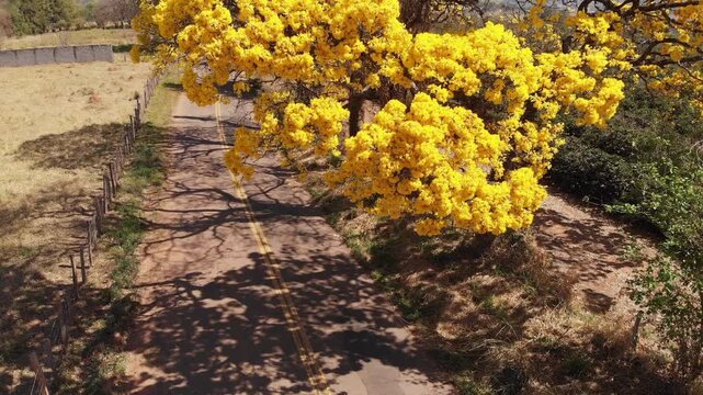 Estrada vicinal com Ip&ecirc; Amarelo visto do alto