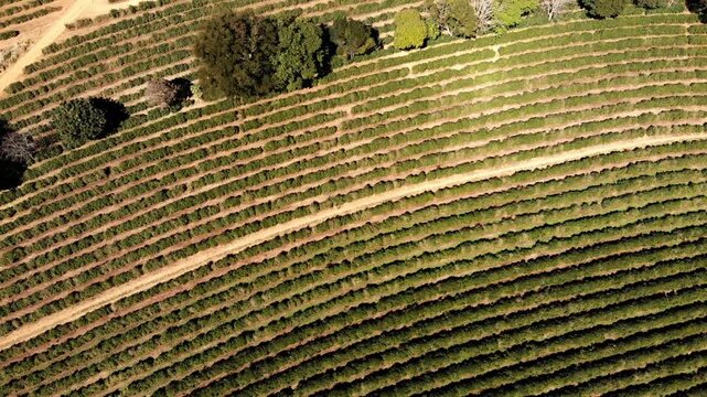 Imagem a&eacute;rea com vista do cafezal