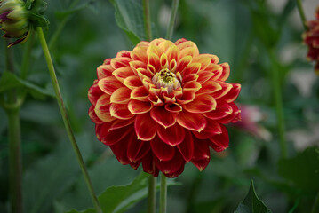 Dahlia rouge au jardin en été