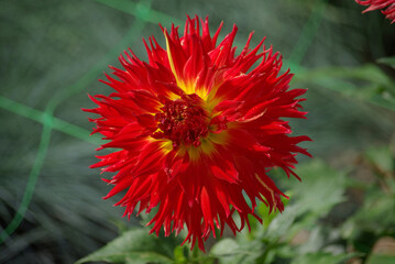 Dahlia rouge au jardin en été
