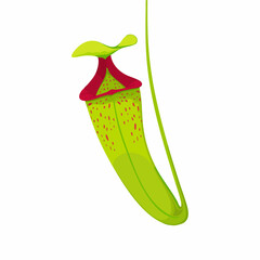 Pitcher Plant Illustration