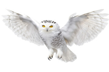 Obraz premium Majestic snowy owl gliding gracefully through the air with outstretched wings.