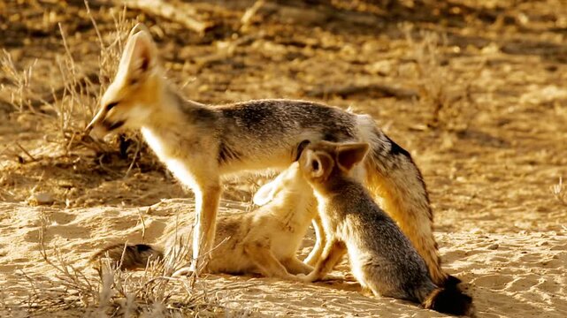 A fennec fox with its young in the desert sand of africa