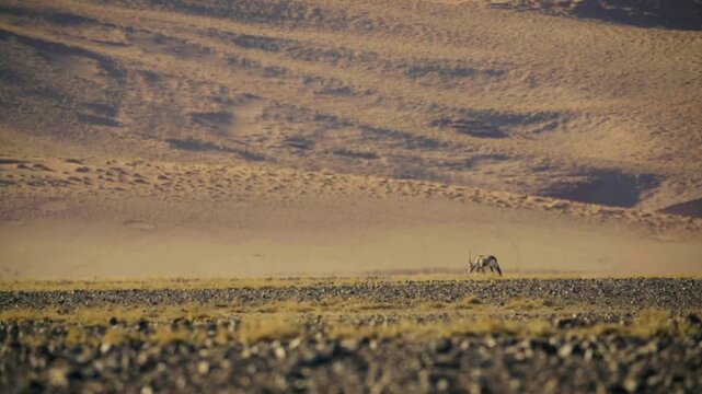 Addra gazelle running across the desert landscape in africa