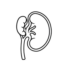 Minimalist Line Drawing of Human Kidney with Renal Pelvis, Calyces, and Ureter in Black and White Outline Style