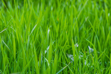 Green grass with long leaves close-up on a blurred background and empty space for text, advertising slogan at the top on the topic of ecology and nature conservation