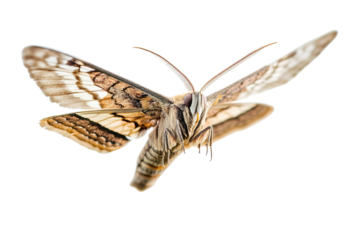 Close-up of a large moth with intricate wing patterns in mid-flight.
