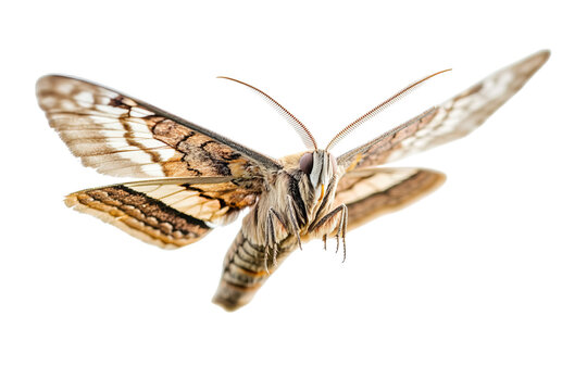Close-up of a large moth with intricate wing patterns in mid-flight.