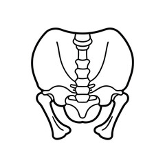 Minimalist Line Drawing of Human Pelvis with Sacrum, Coccyx, and Hip Bones in Frontal View in Black and White Outline Style