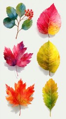 Fototapeta premium Colorful autumn leaves and berries displayed together, showcasing the beauty of fall foliage