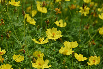 黄色のキバナコスモス