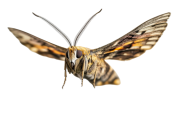 Close-up of a majestic flying moth with intricate wing patterns and vibrant colors.