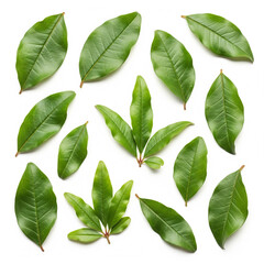 Naklejka premium A vibrant and fresh collection of assorted pomegranate leaves, each showcasing its unique shape, delicate veins, and rich green color copy