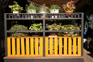 Exhibition of indoor plants in ceramic pots in the urban space