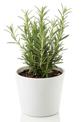 Rosemary Plant in a White Pot, isolated PNG transparent background