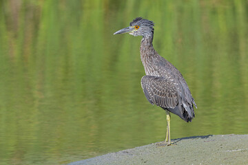 Juvenile yellow-crowned night heron (Nyctanassa violacea) in the sun.
