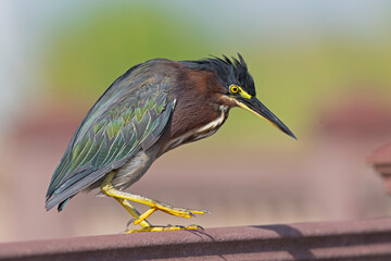 An adult green heron (Butorides virescens) perched on a fence.