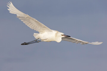 A white morph reddish egret (Egretta rufescens) in flight.