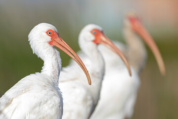 Portrait of American white ibis (Eudocimus albus).