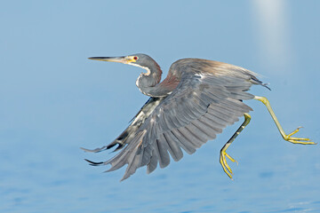 A tricolored heron (Egretta tricolor) in flight.