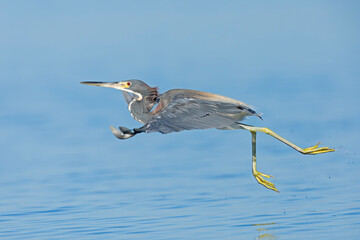 A tricolored heron (Egretta tricolor) in flight.