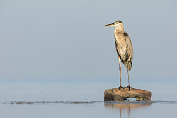 A great blue heron (Ardea herodias) standing at the coastline in the sea.