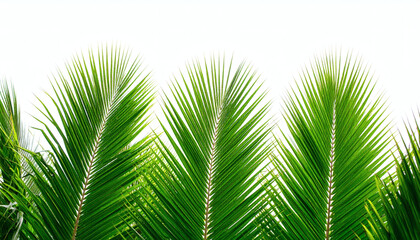 Obraz premium Palm Leaves Isolated on White Background Tropical Summer Foliage Environmental Nature Greenery Decorative Botanical Element Stock Image