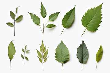 collection of ash leaves on white background