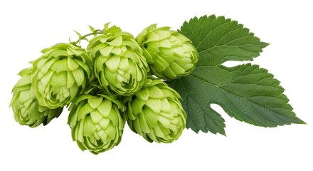 Isolated Fresh Hop Cones